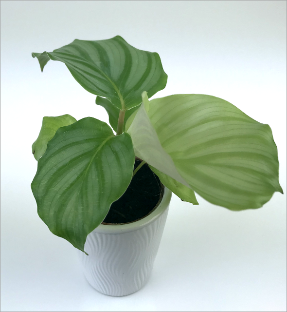 Calathea Orbifolia